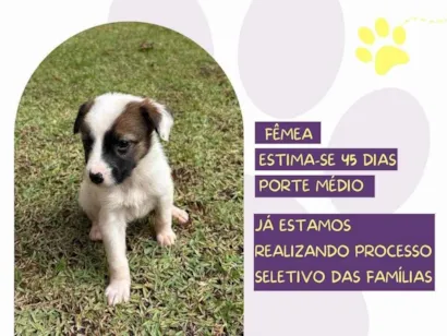 Cachorro raça SRD-ViraLata idade Abaixo de 2 meses nome Salsa