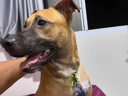 Cachorro raça SRD-ViraLata idade 1 ano nome Nico