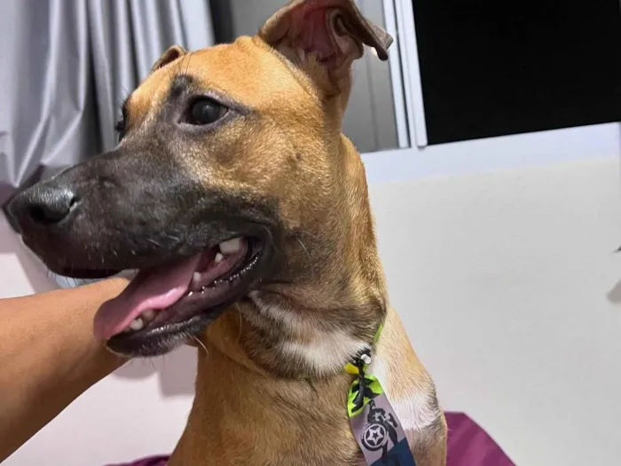 Cachorro ra a SRD-ViraLata idade 1 ano nome Nico