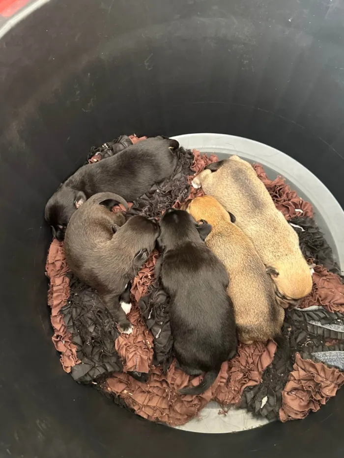 Cachorro ra a SRD-ViraLata idade Abaixo de 2 meses nome Monalisa, Dory e mais 3 machos 