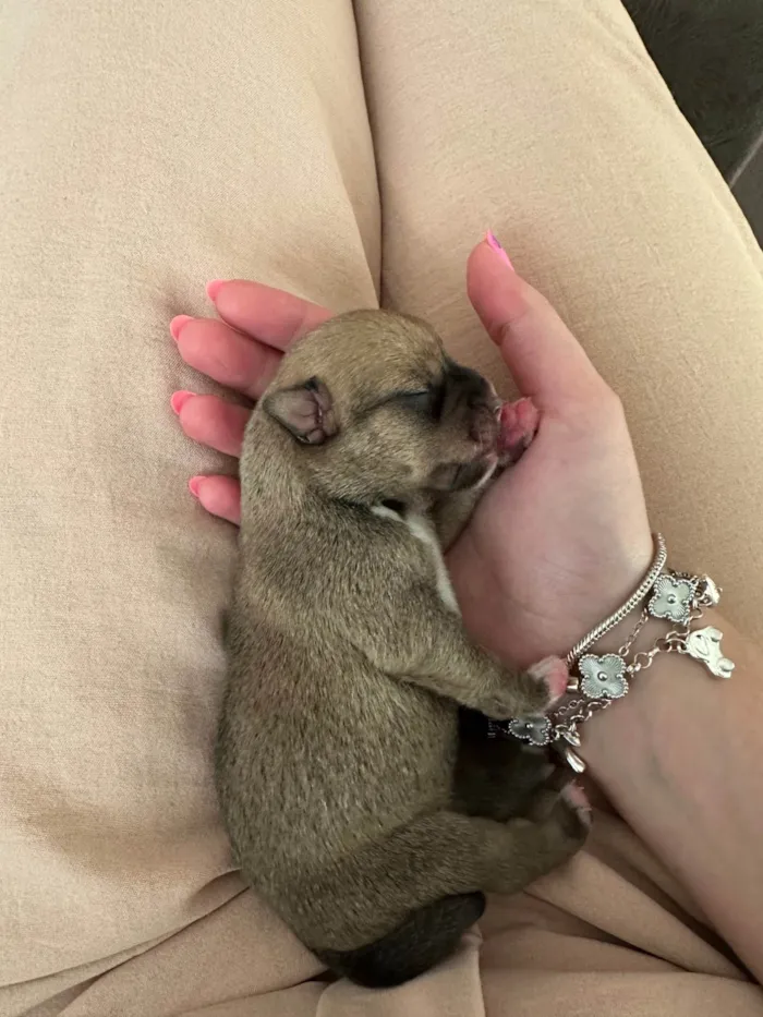 Cachorro ra a SRD-ViraLata idade Abaixo de 2 meses nome Monalisa, Dory e mais 3 machos 