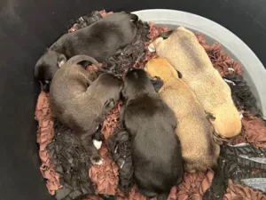Cachorro raça SRD-ViraLata idade Abaixo de 2 meses nome Monalisa, Dory e mais 3 machos 