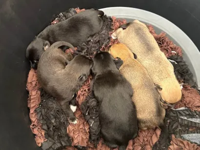 Cachorro raça SRD-ViraLata idade Abaixo de 2 meses nome Monalisa, Dory e mais 3 machos 