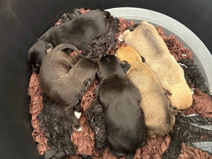 Cachorro ra a SRD-ViraLata idade Abaixo de 2 meses nome Monalisa, Dory e mais 3 machos 