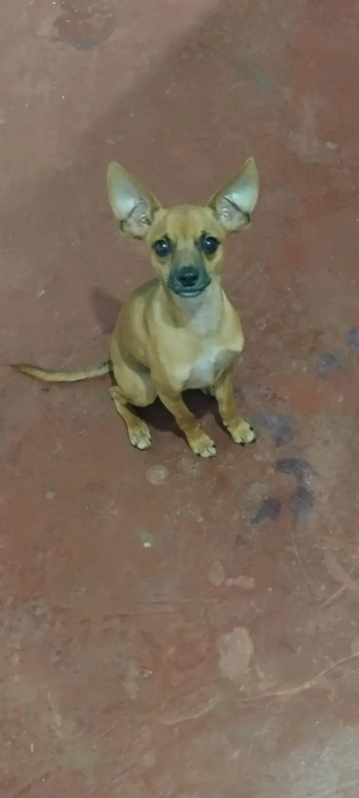 Cachorro ra a Pinscher idade 1 ano nome Fred
