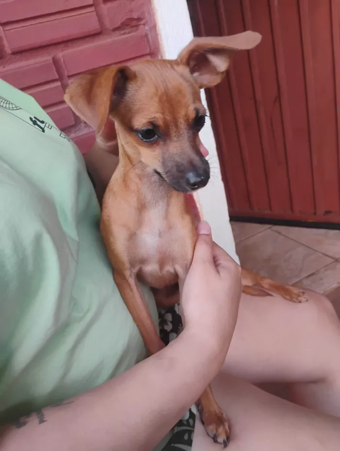 Cachorro ra a Pinscher idade 1 ano nome Fred