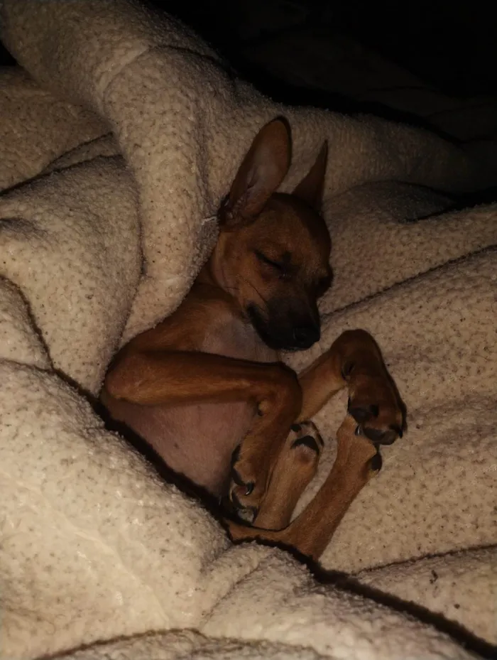 Cachorro ra a Pinscher idade 1 ano nome Fred