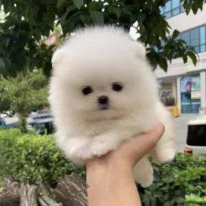 Cachorro raça SRD-ViraLata idade Abaixo de 2 meses nome Filhotes de Pomerânia
