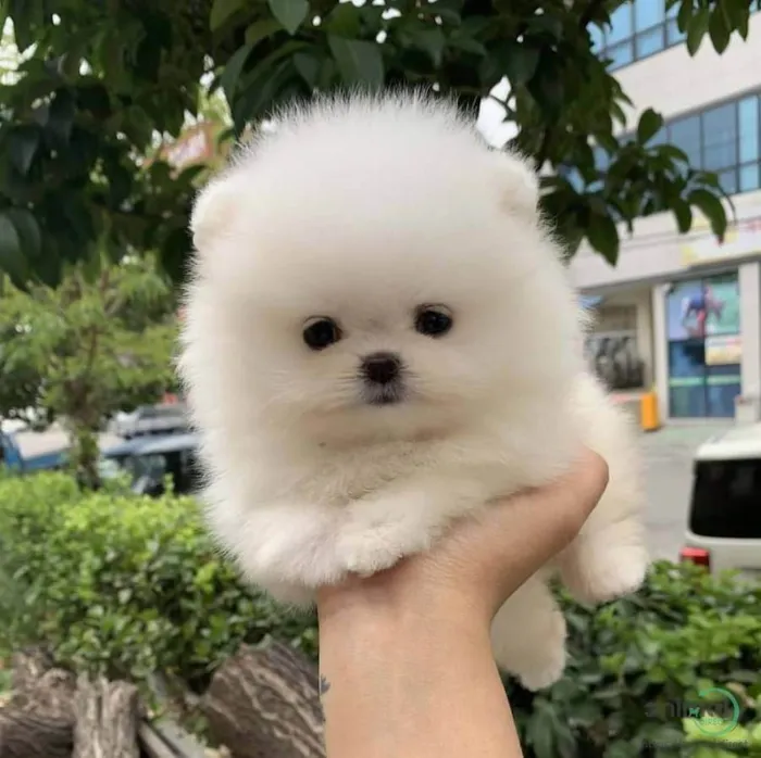 Cachorro ra a SRD-ViraLata idade Abaixo de 2 meses nome Filhotes de Pomerânia