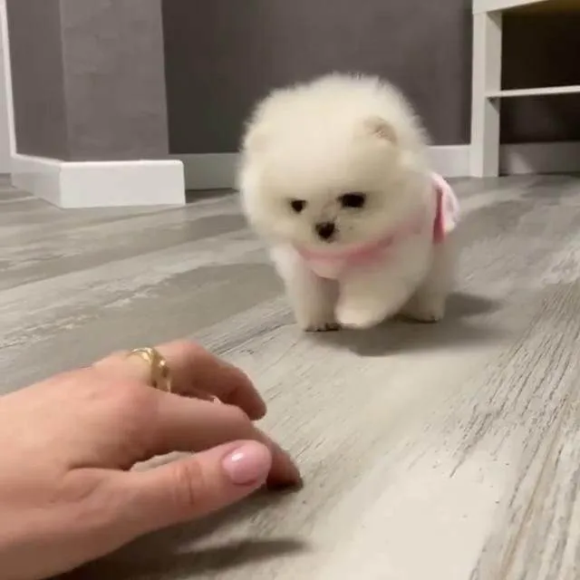 Cachorro ra a SRD-ViraLata idade Abaixo de 2 meses nome Filhotes de Pomerânia