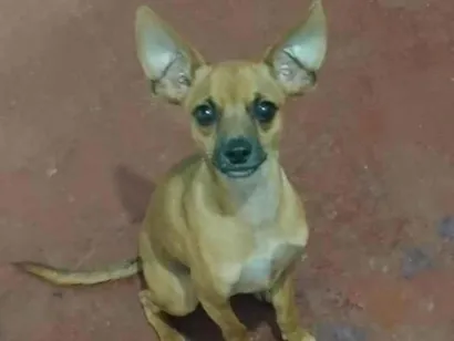 Cachorro raça Pinscher idade 1 ano nome Fred
