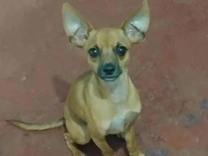 Cachorro ra a Pinscher idade 1 ano nome Fred