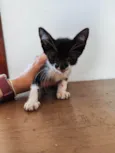 Audrey