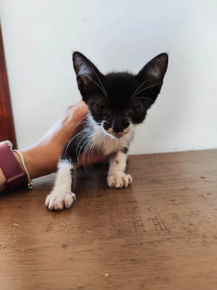 Gato ra a SRD-ViraLata idade Abaixo de 2 meses nome Audrey