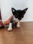 Audrey