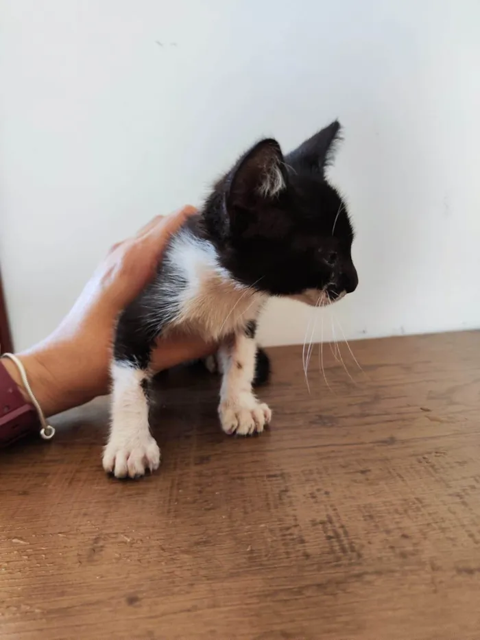 Gato ra a SRD-ViraLata idade Abaixo de 2 meses nome Audrey