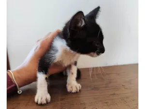 Gato raça SRD-ViraLata idade Abaixo de 2 meses nome Audrey