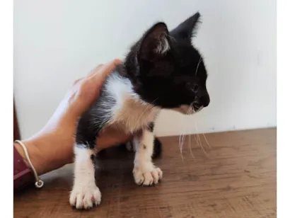 Gato raça SRD-ViraLata idade Abaixo de 2 meses nome Audrey