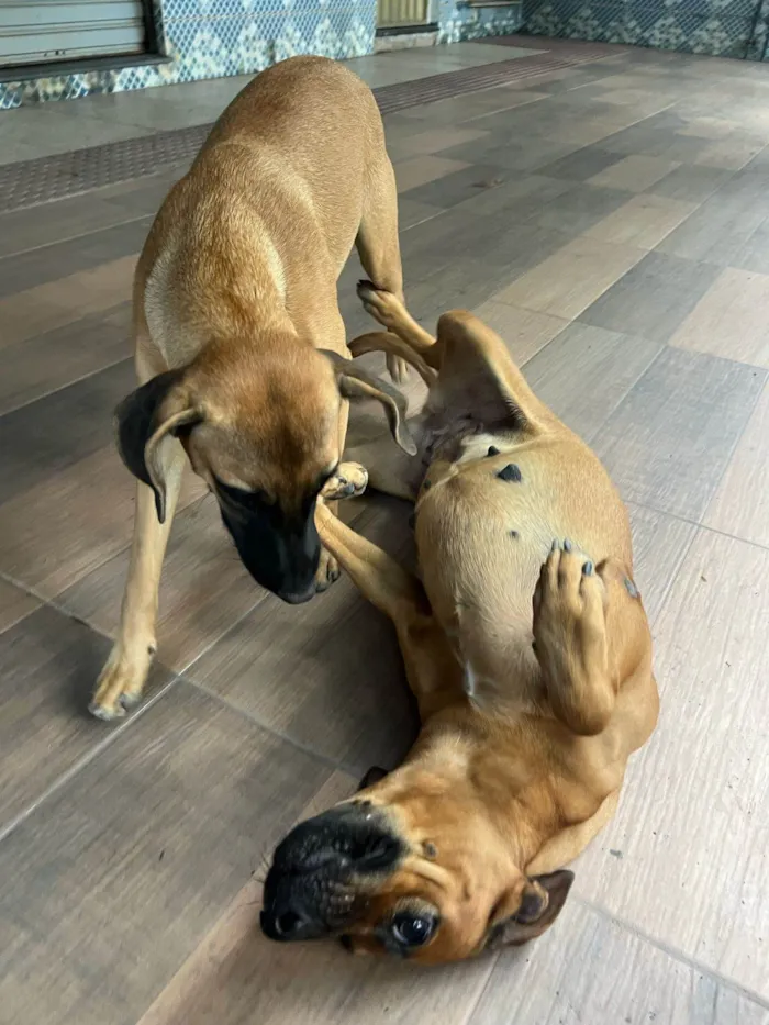 Cachorro ra a SRD-ViraLata idade 1 ano nome Nala