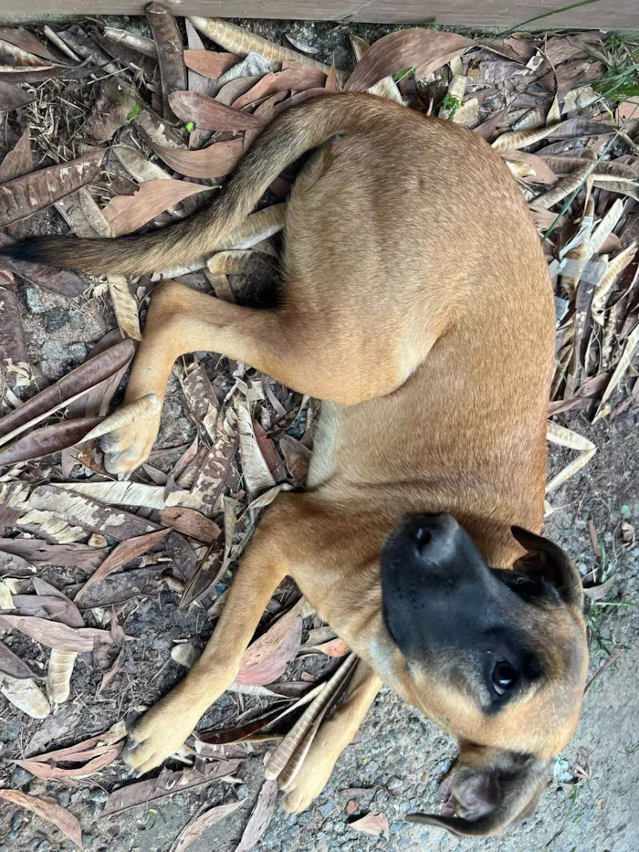 Cachorro ra a SRD-ViraLata idade 1 ano nome Nala