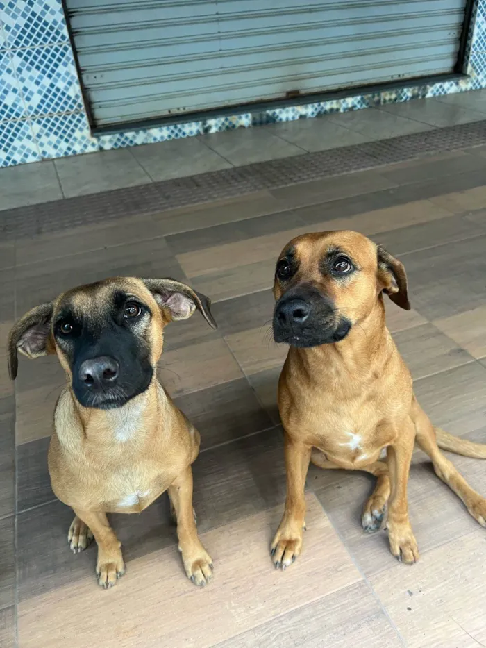 Cachorro ra a SRD-ViraLata idade 1 ano nome Nala