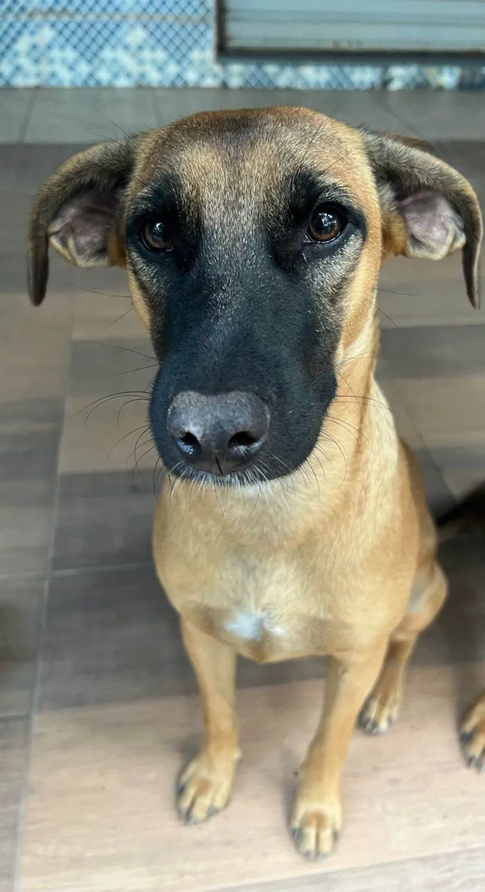 Cachorro ra a SRD-ViraLata idade 1 ano nome Nala