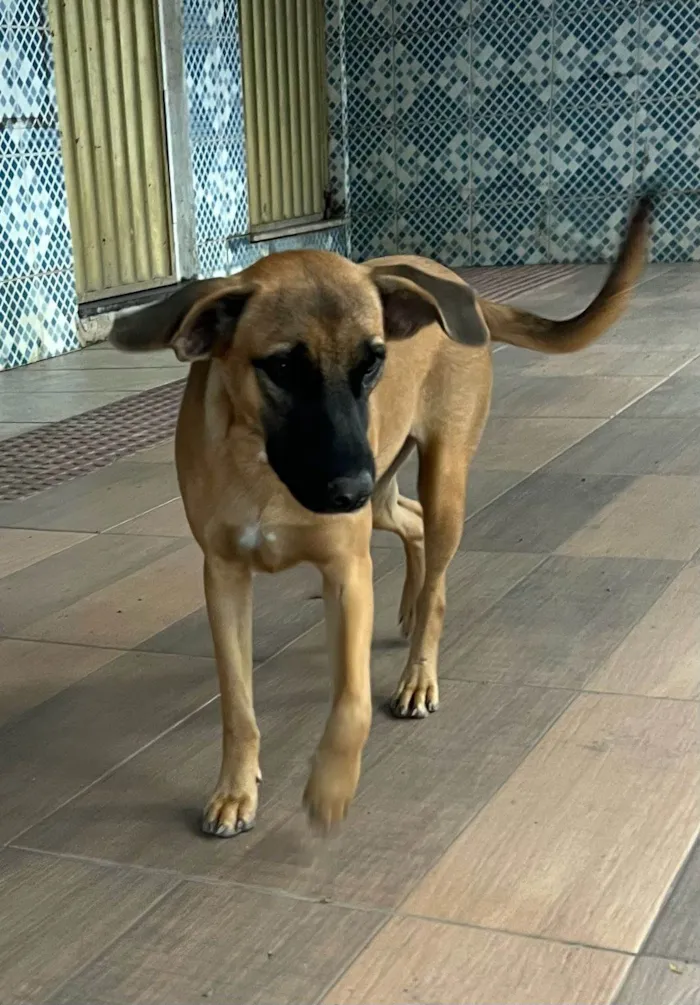 Cachorro ra a SRD-ViraLata idade 1 ano nome Nala