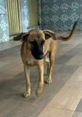 Nala