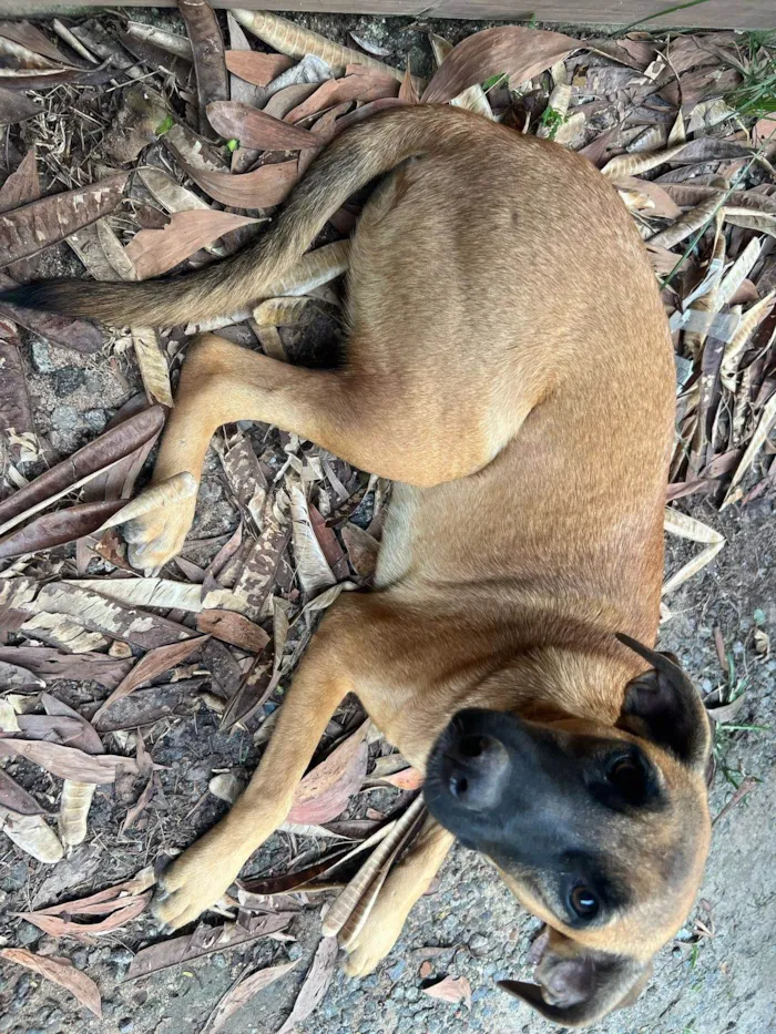 Cachorro ra a SRD-ViraLata idade 1 ano nome Nala