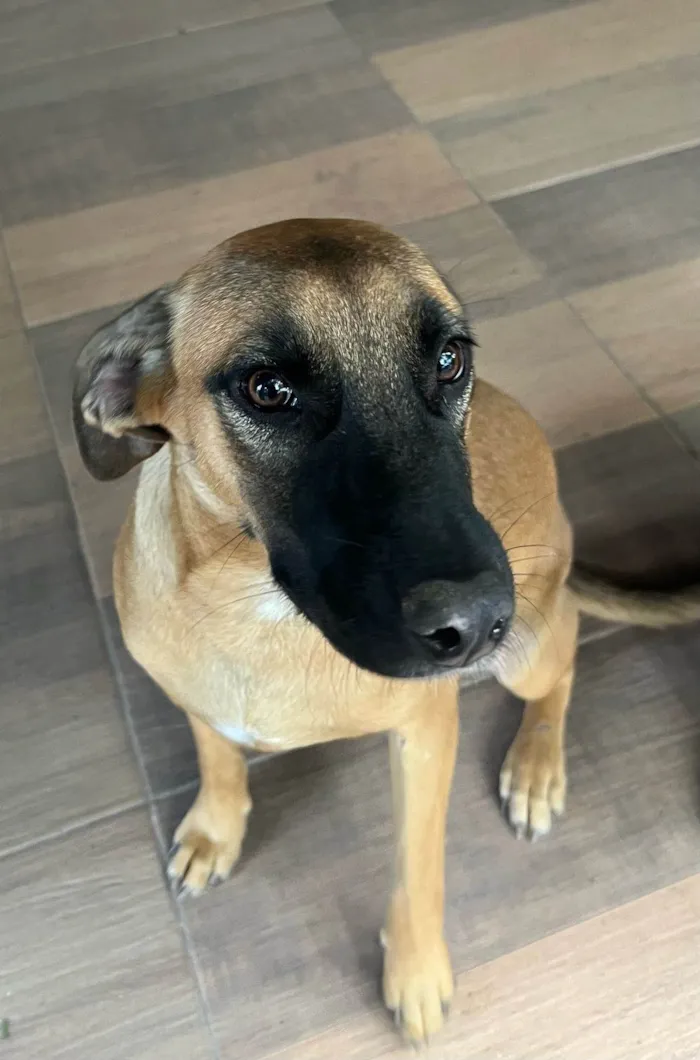 Cachorro ra a SRD-ViraLata idade 1 ano nome Nala