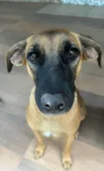 Nala