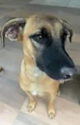 Nala