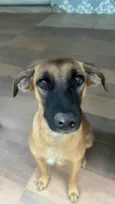 Nala