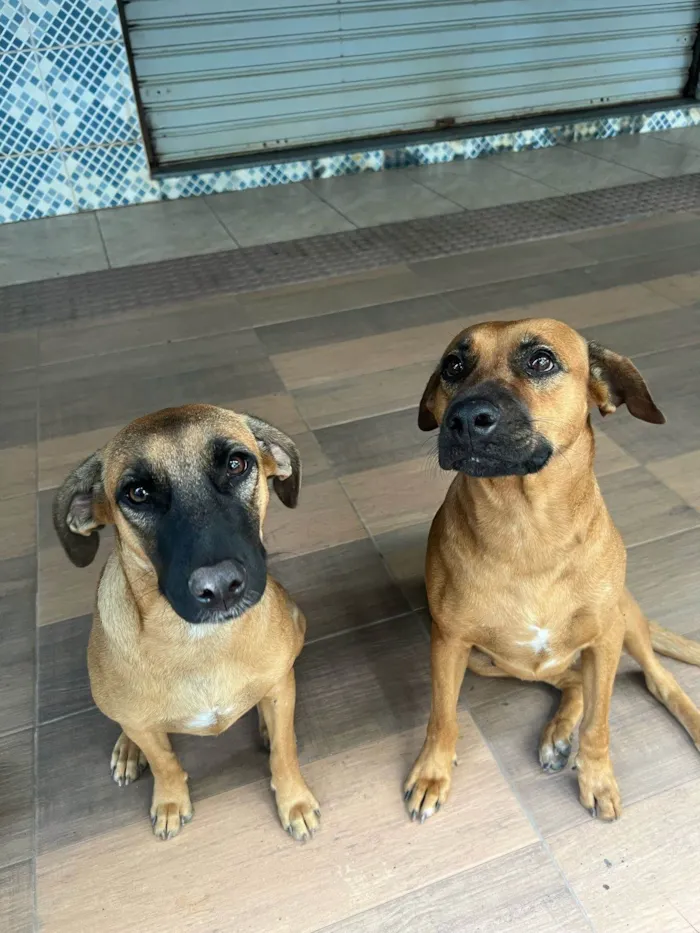 Cachorro ra a SRD-ViraLata idade 1 ano nome Nala