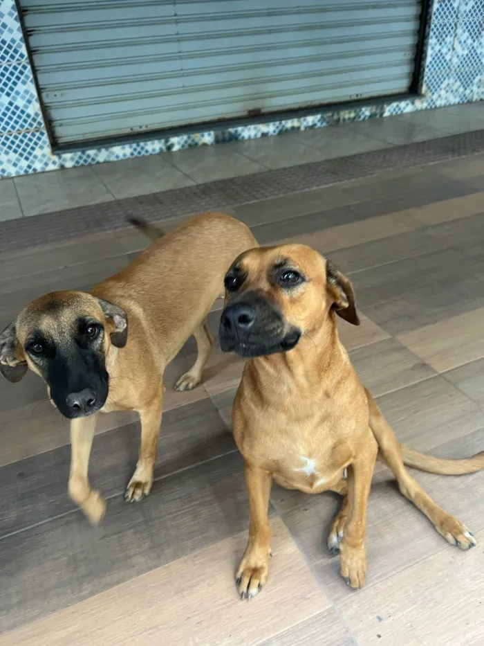 Cachorro ra a SRD-ViraLata idade 1 ano nome Nala