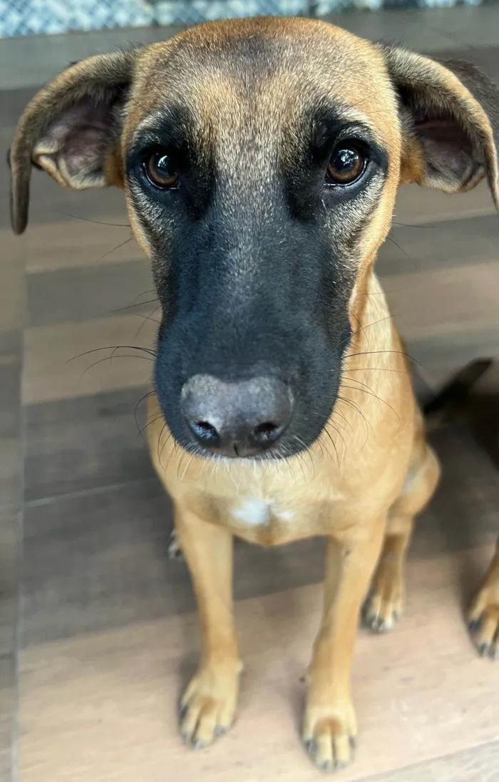 Cachorro ra a SRD-ViraLata idade 1 ano nome Nala