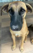 Nala
