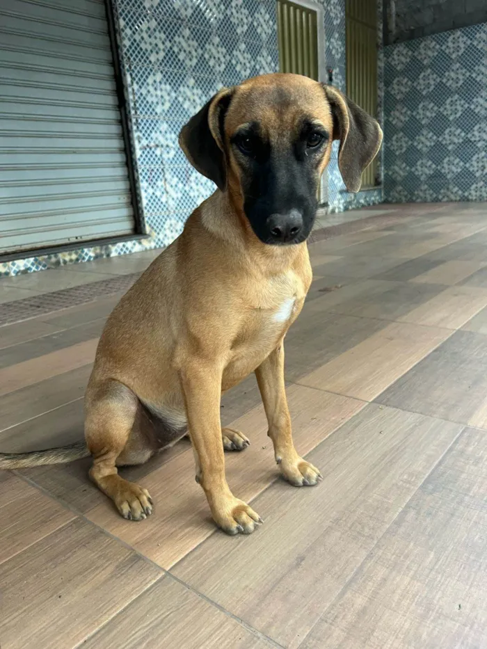 Cachorro ra a SRD-ViraLata idade 1 ano nome Nala