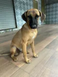 Nala