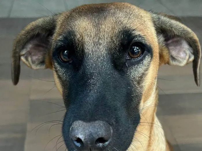 Cachorro ra a SRD-ViraLata idade 1 ano nome Nala