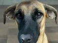 Nala