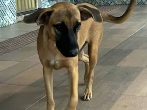 Cachorro raça SRD-ViraLata idade 1 ano nome Nala