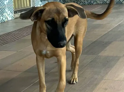 Cachorro raça SRD-ViraLata idade 1 ano nome Nala