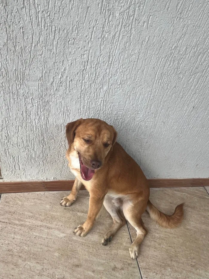 Cachorro ra a SRD-ViraLata idade 3 anos nome TODDY