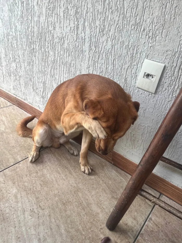 Cachorro ra a SRD-ViraLata idade 3 anos nome TODDY