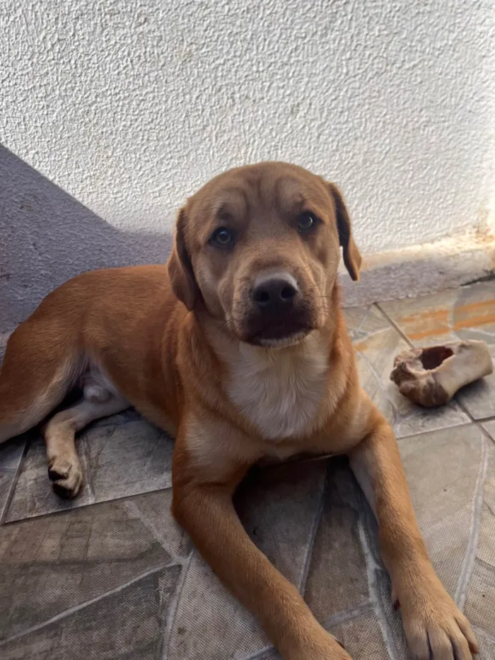 Cachorro ra a SRD-ViraLata idade 3 anos nome TODDY