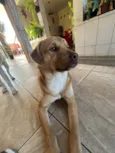 TODDY