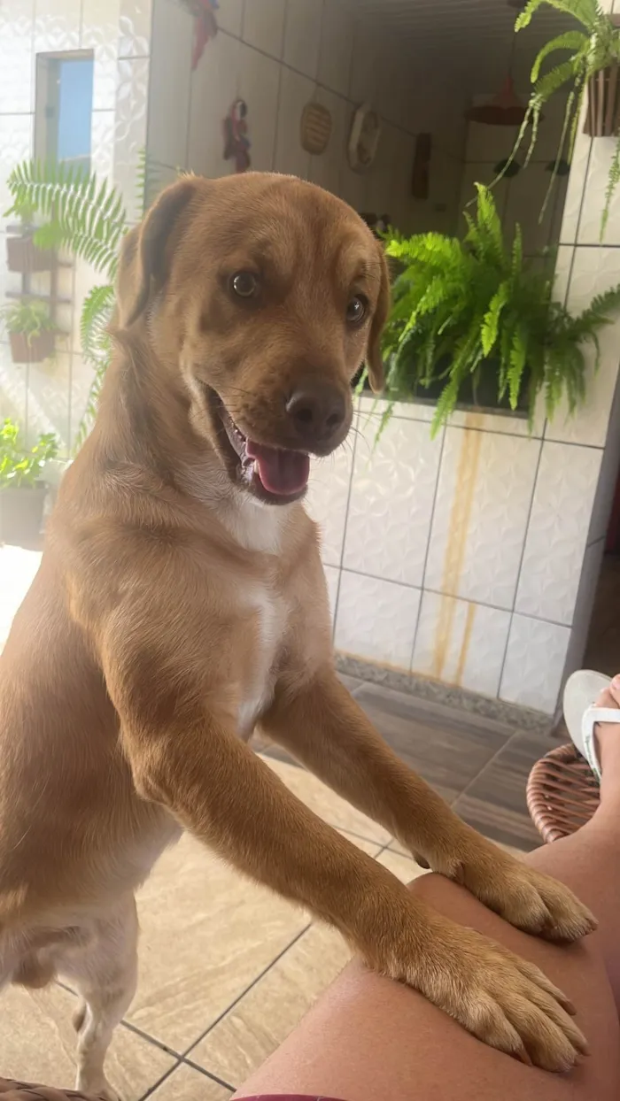Cachorro ra a SRD-ViraLata idade 3 anos nome TODDY