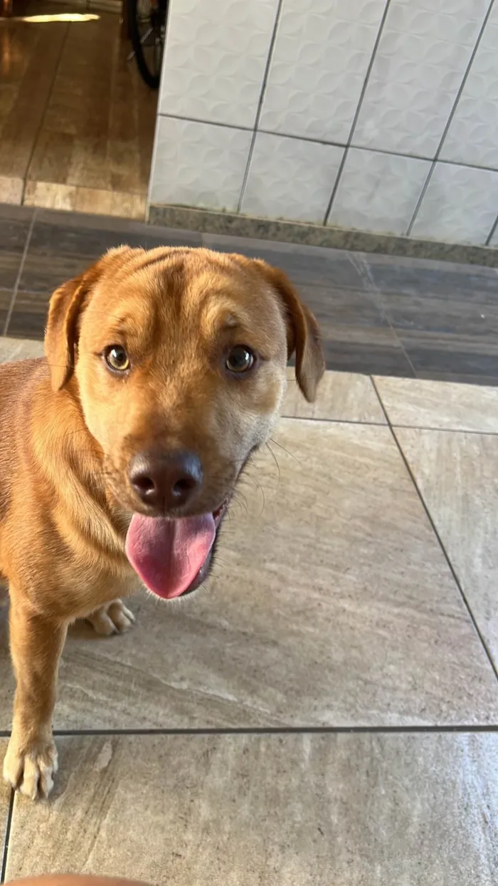 Cachorro ra a SRD-ViraLata idade 3 anos nome TODDY