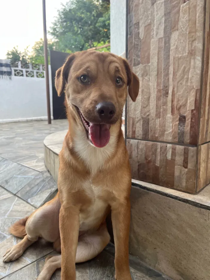Cachorro ra a SRD-ViraLata idade 3 anos nome TODDY